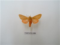 藏品(褐赭污燈蛾)的圖片